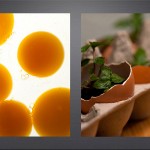 Portfolio-eggs-for-LE
