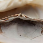 small-cracked-shell Shell Edges and muted colors.