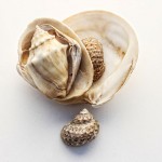 small-shell-cluster A cluster of shells - this is how I placed them as I was getting ready to clean up and they looked pretty good.
