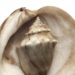 small-shell-in-shell Shell in shell. Texture and color, light and shadow.