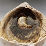 small-shell-water Shell filled with irrigation water