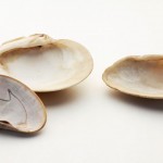 small-three-shells Playing with spatial placement and design.