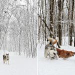 Editorial Travel Photography: ĥuskie dog portrait and dogs having fun in the snow, Mont Royal Park, Montreal, Quebec, Canada