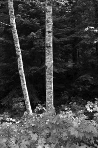 Aspen trees against the backdrop of forest.