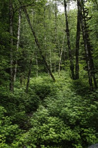 At the Forest Floor: Cascades, Washington State