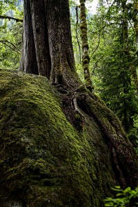 Rock and Tree: Washington State