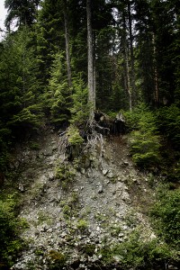 Erosion and Tree Roots, Cascades: Washington State