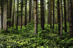 Pines on the Olympic Peninsula