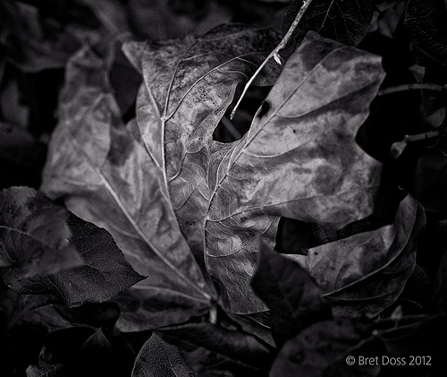 Bret Doss’s “Fallen Leaf” Series