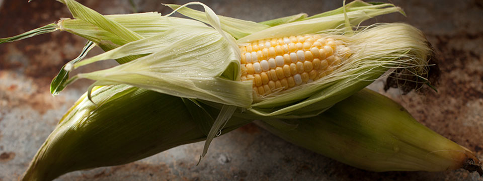 Still Life Breakdown: Corn in Virginia